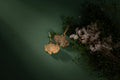 Brincos Gingko Large